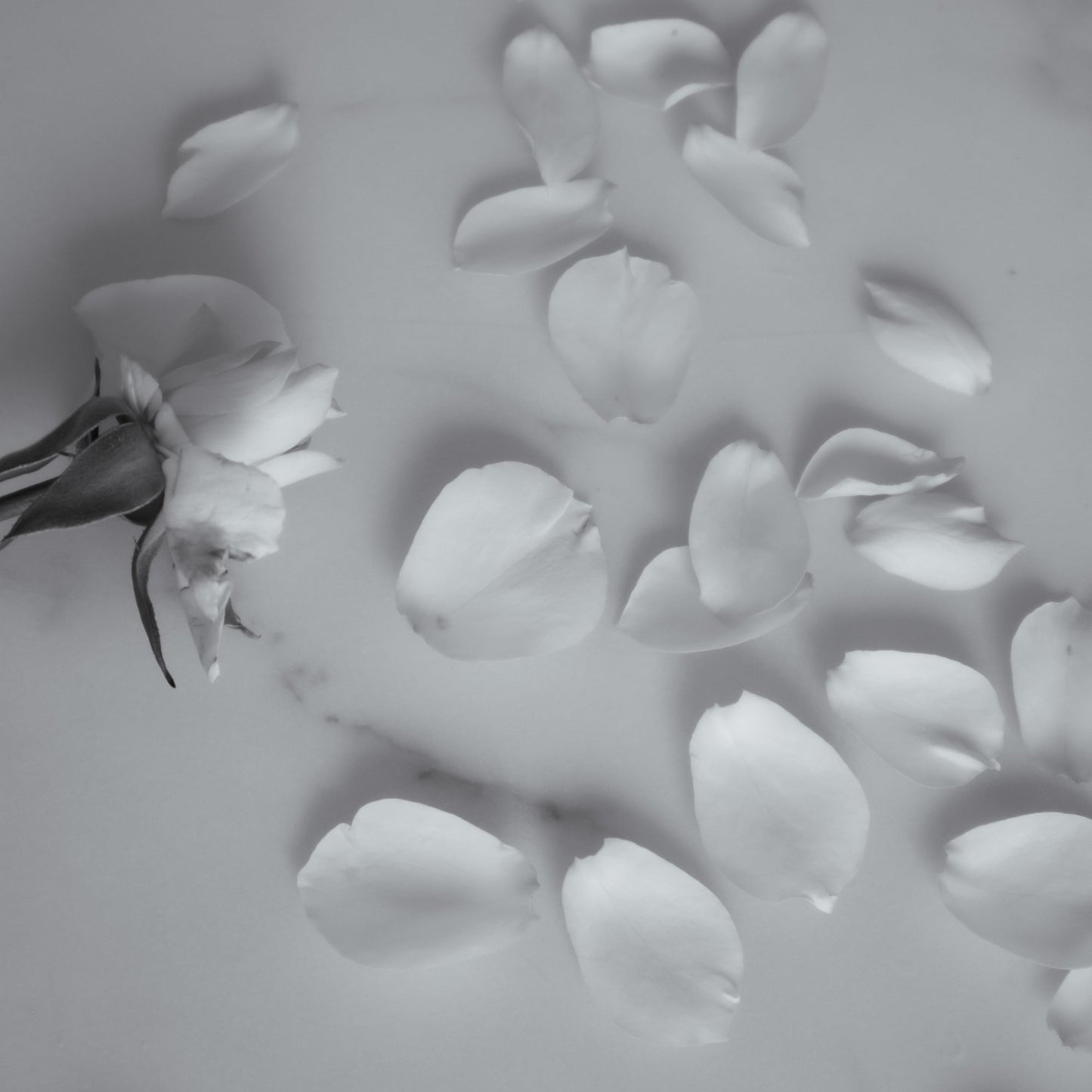 【6.21 sun 20:00-受注販売】PETAL PEARL DROP EARRING SET(SV)